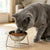 Ivalory Tilted Cat Bowl – Stainless Steel with Stand
