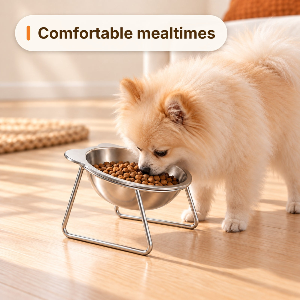 Small Pomeranian eating comfortably from the tilted bowl